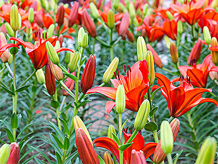 C7娱乐平台产品展示七