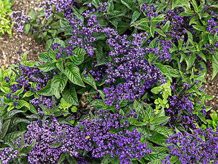 C7娱乐平台种植基地六